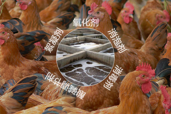 養(yǎng)雞場污水處理工藝流程及常用的化工原料有哪些？